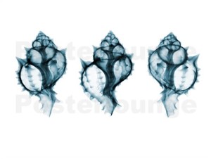 Radiografia