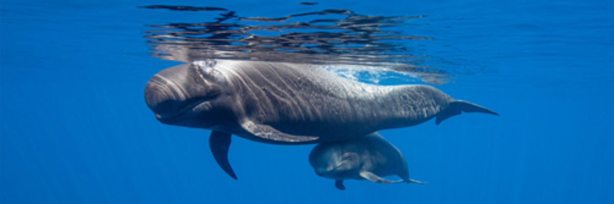 Isole Canarie: dichiarata Patrimonio per la Conservazione delle Balene