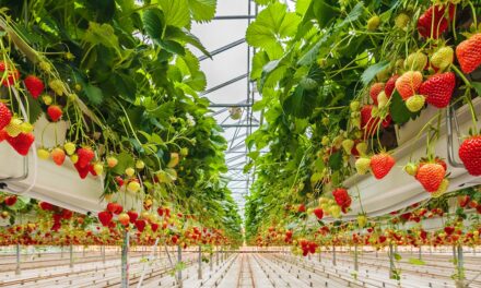 HONEYWELL COLLABORA CON IL FRUTTICOLTORE MOLEDA  PER COLTIVARE I PRODOTTI IN MODO SOSTENIBILE