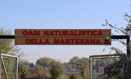 DHL Global Forwarding Italia e WWF insieme per l’Oasi Martesana: nuovo canneto galleggiante su piattaforme