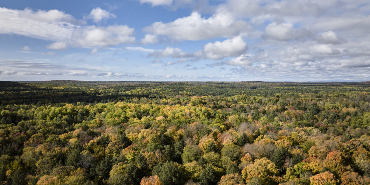 La nuova era del legno con una Guida per scoprirne i segreti
