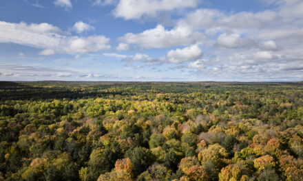 La nuova era del legno con una Guida per scoprirne i segreti